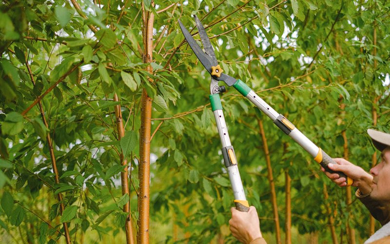 Tree trimming in Marion, ND