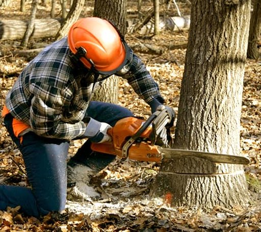 Tree Removal in Marion, ND